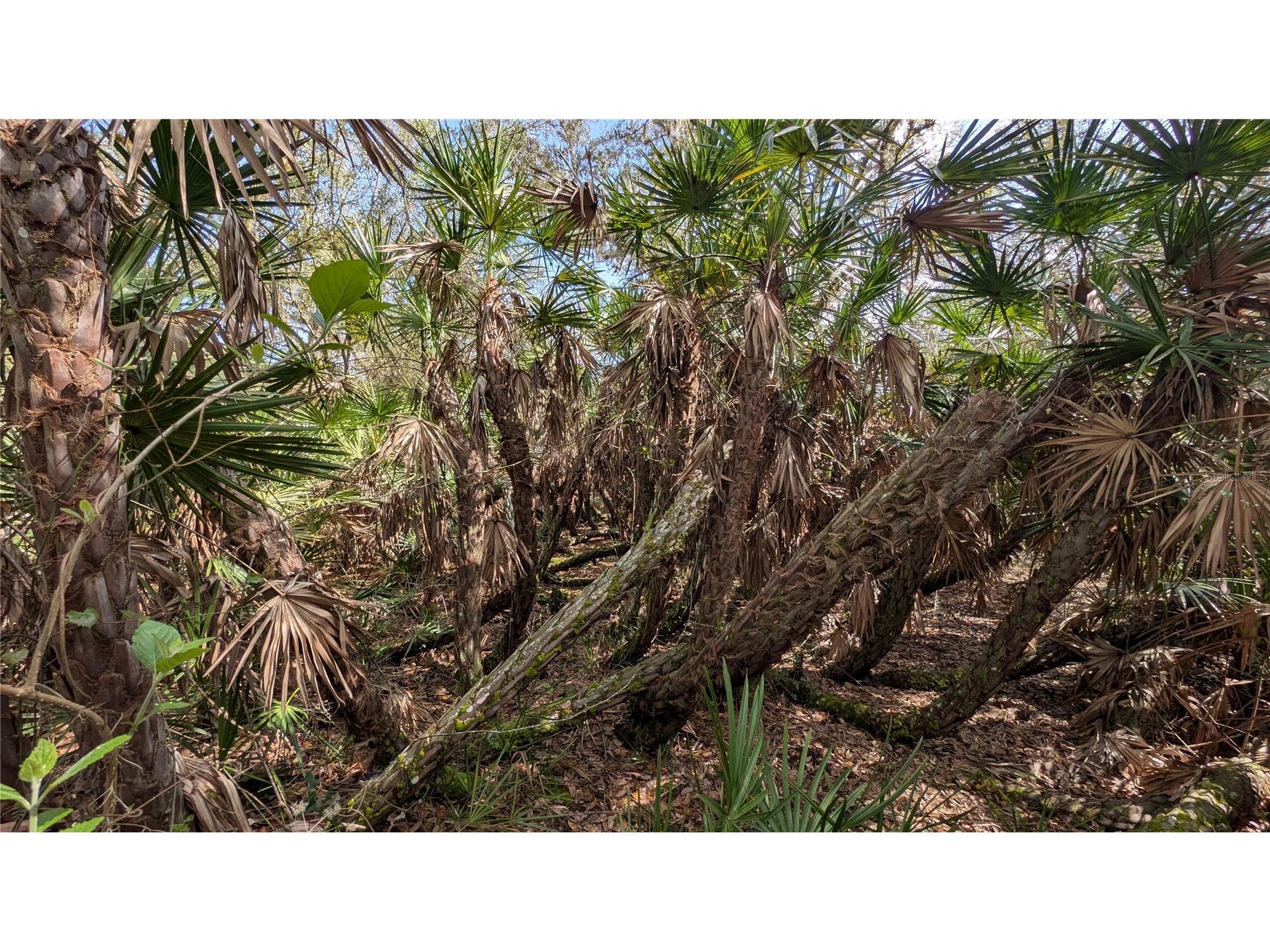 Gillette Road Zolfo Springs FL 33890 P4938092 image51