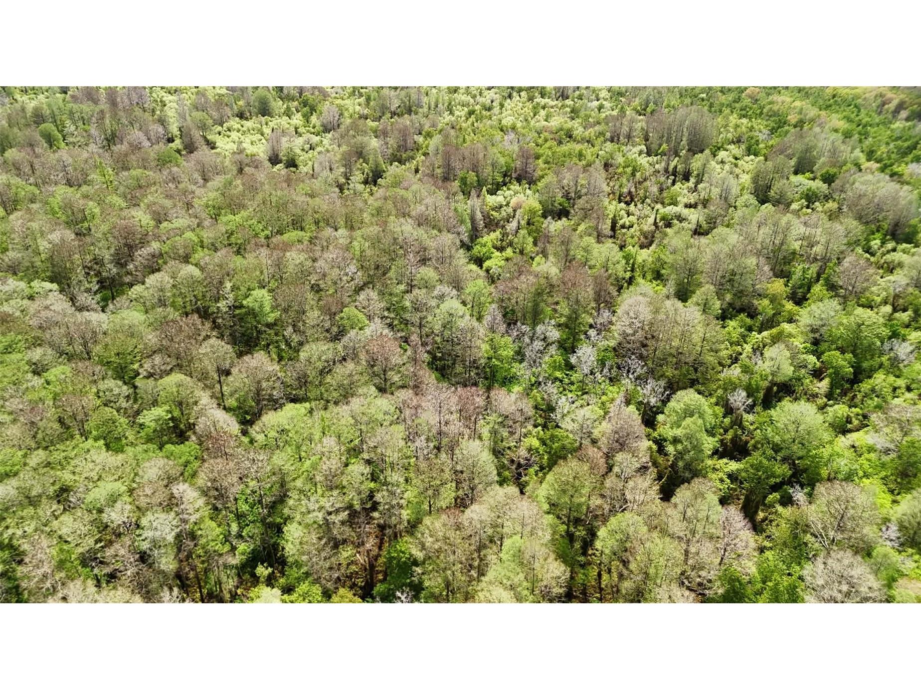 Gillette Road Zolfo Springs FL 33890 P4938092 image61