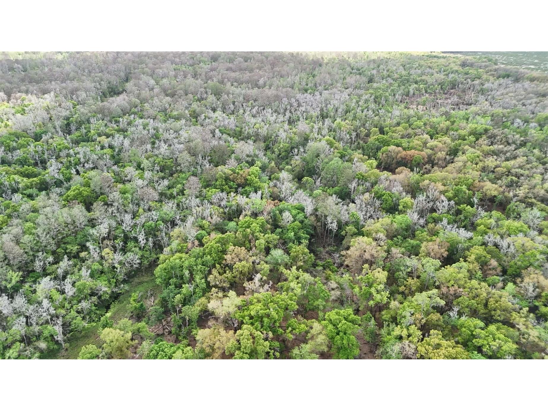 Gillette Road Zolfo Springs FL 33890 P4938092 image62