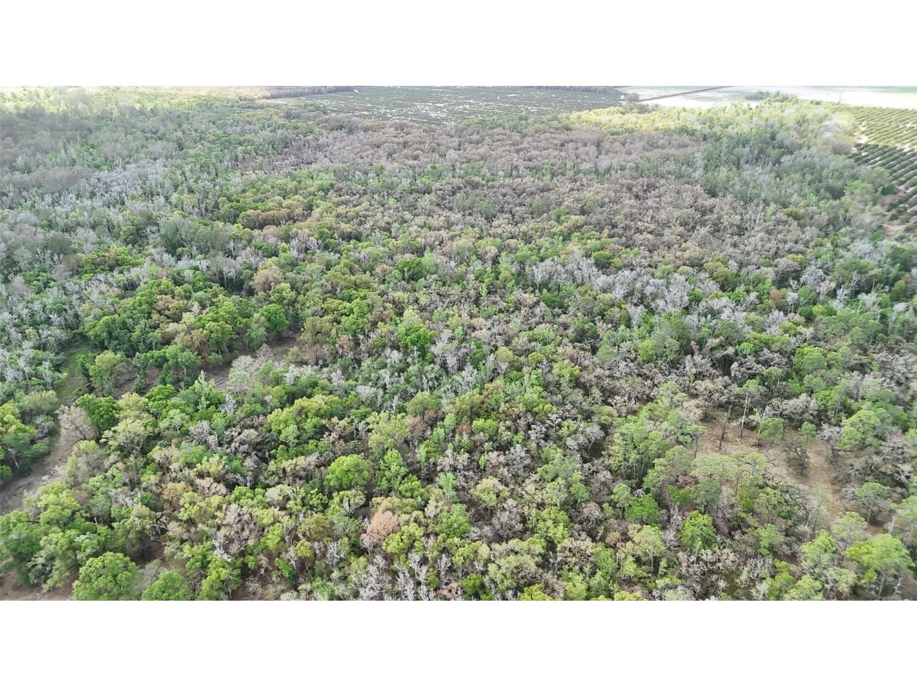 Gillette Road Zolfo Springs FL 33890 P4938092 image69