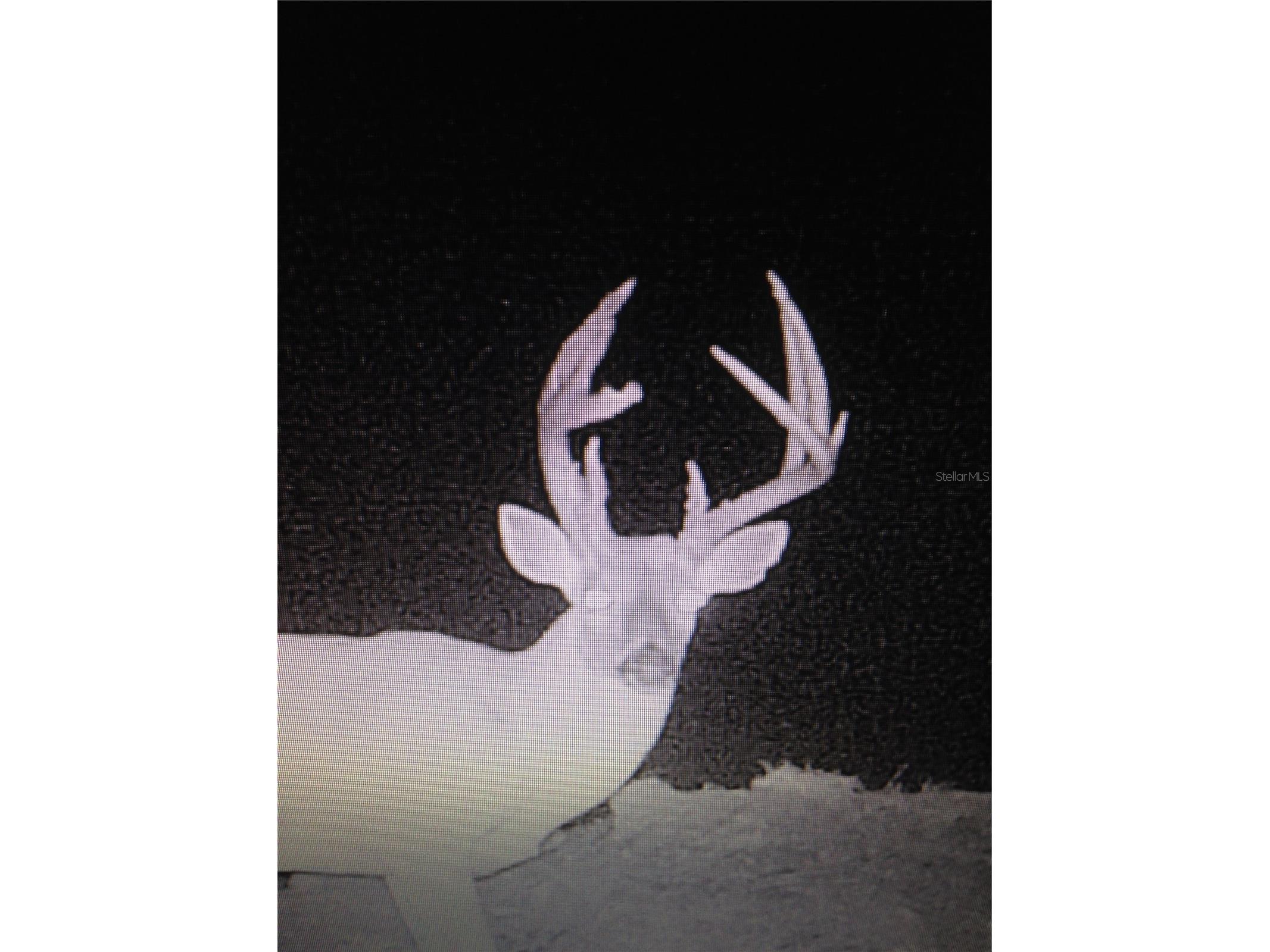 Gillette Road Zolfo Springs FL 33890 P4938092 image72