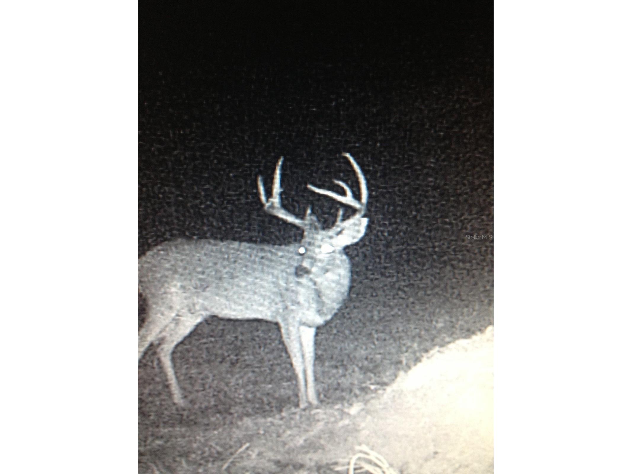 Gillette Road Zolfo Springs FL 33890 P4938092 image77