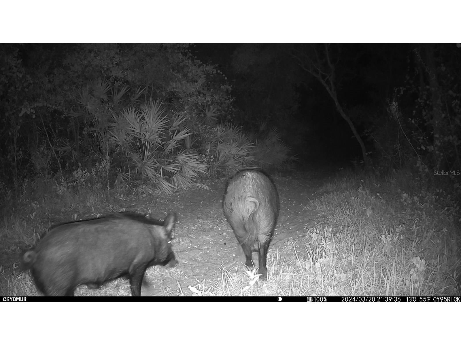 Gillette Road Zolfo Springs FL 33890 P4938092 image78