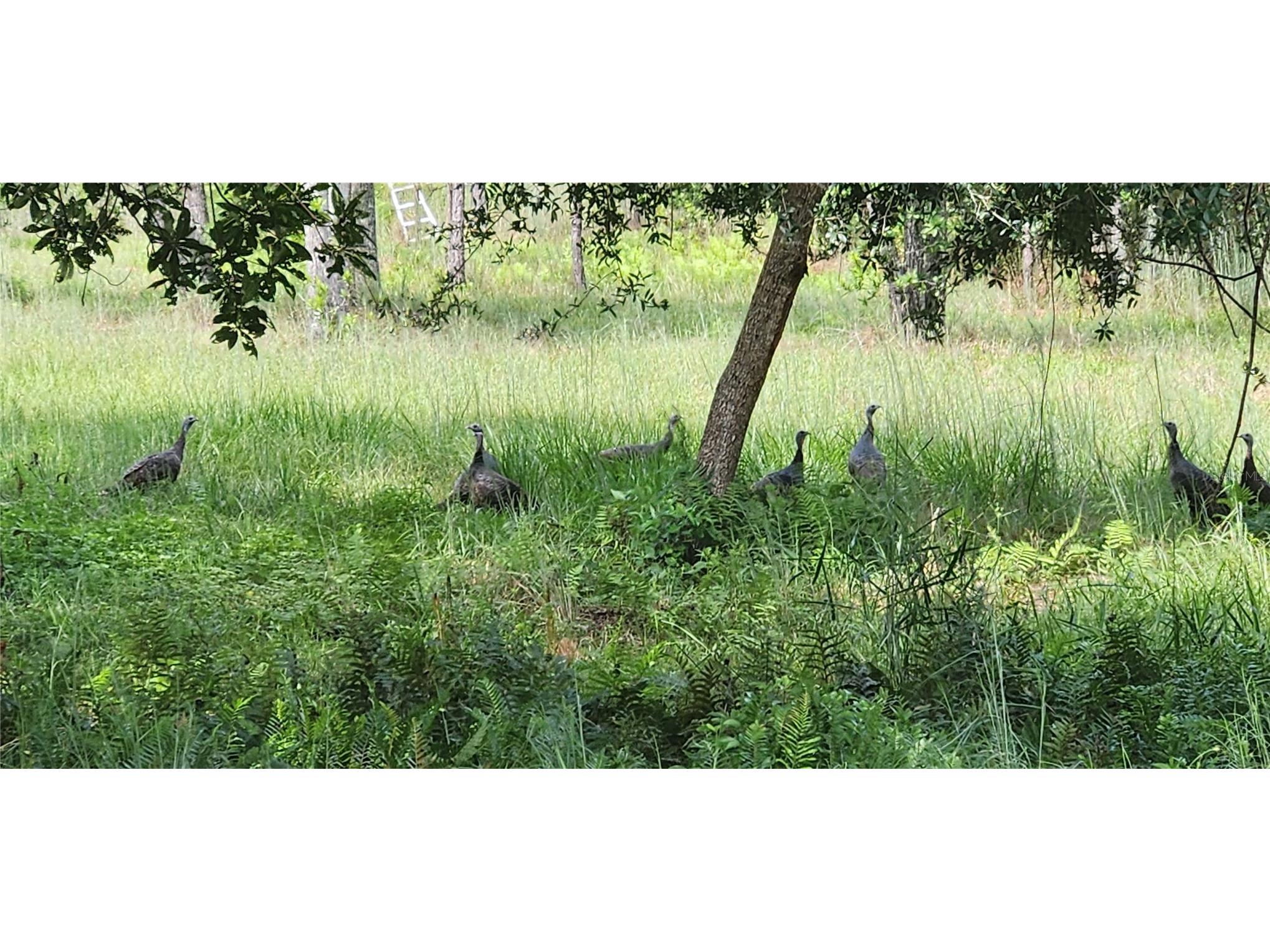 Gillette Road Zolfo Springs FL 33890 P4938092 image79