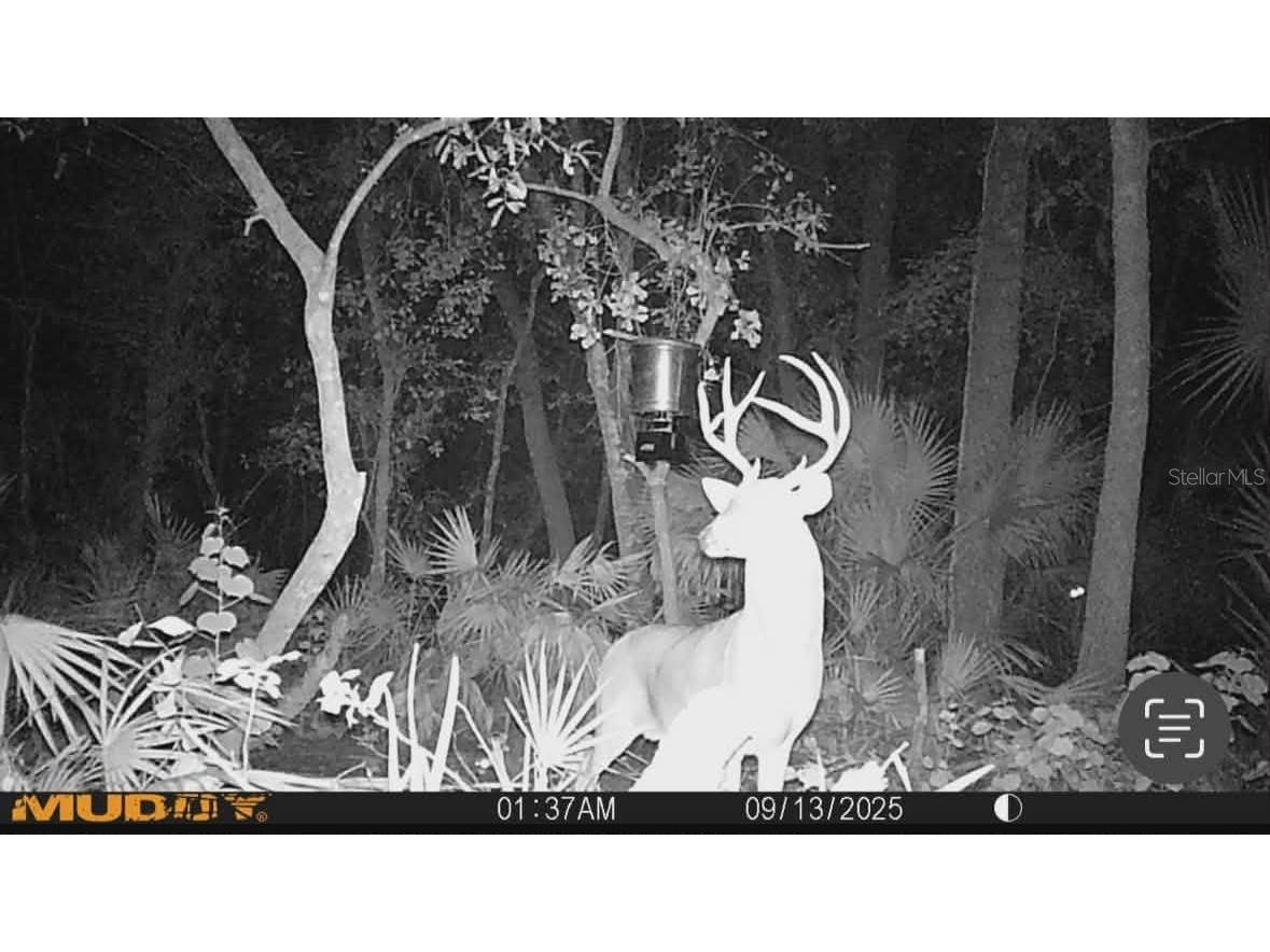 Gillette Road Zolfo Springs FL 33890 P4938092 image81