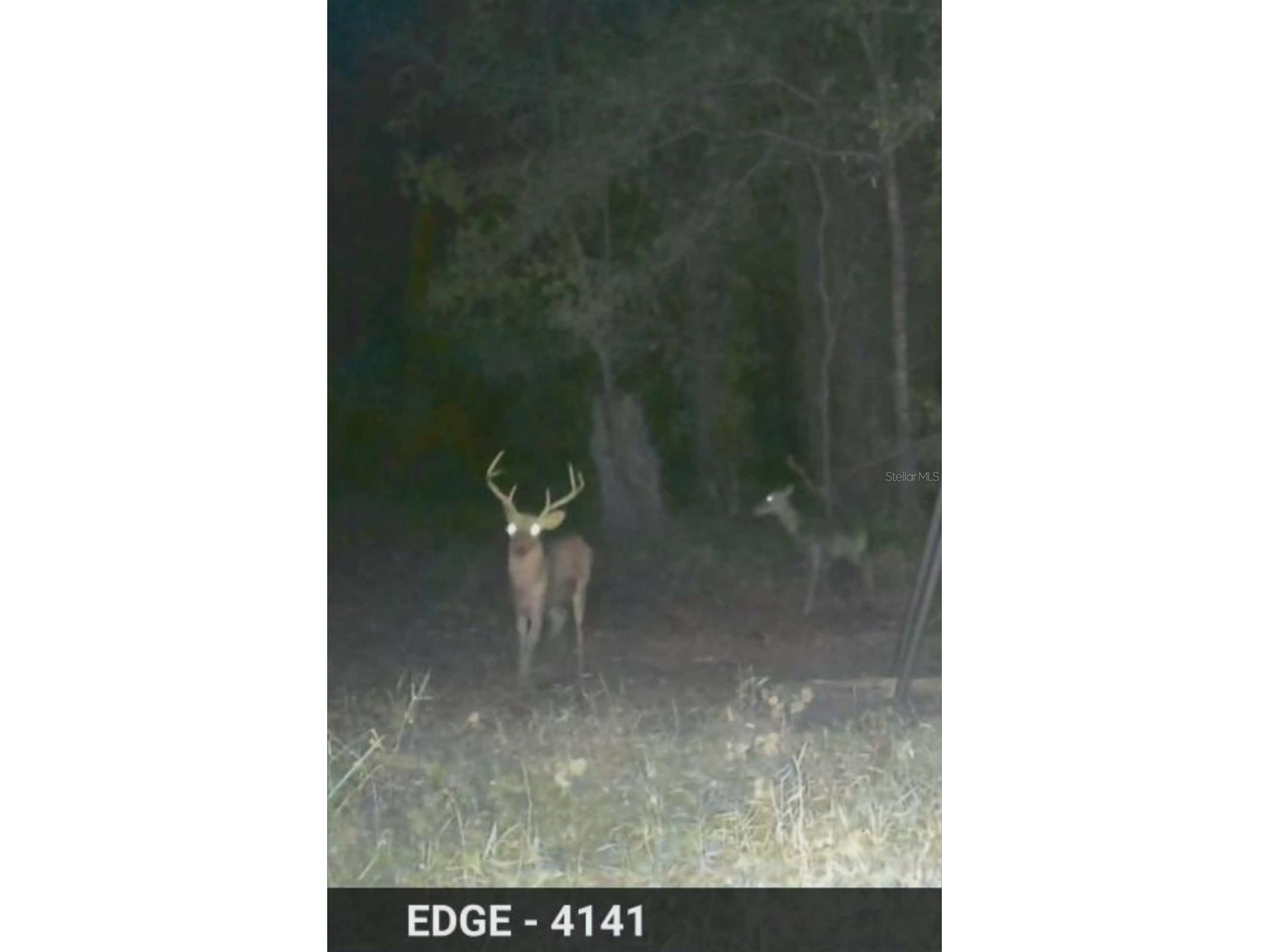 Gillette Road Zolfo Springs FL 33890 P4938092 image82