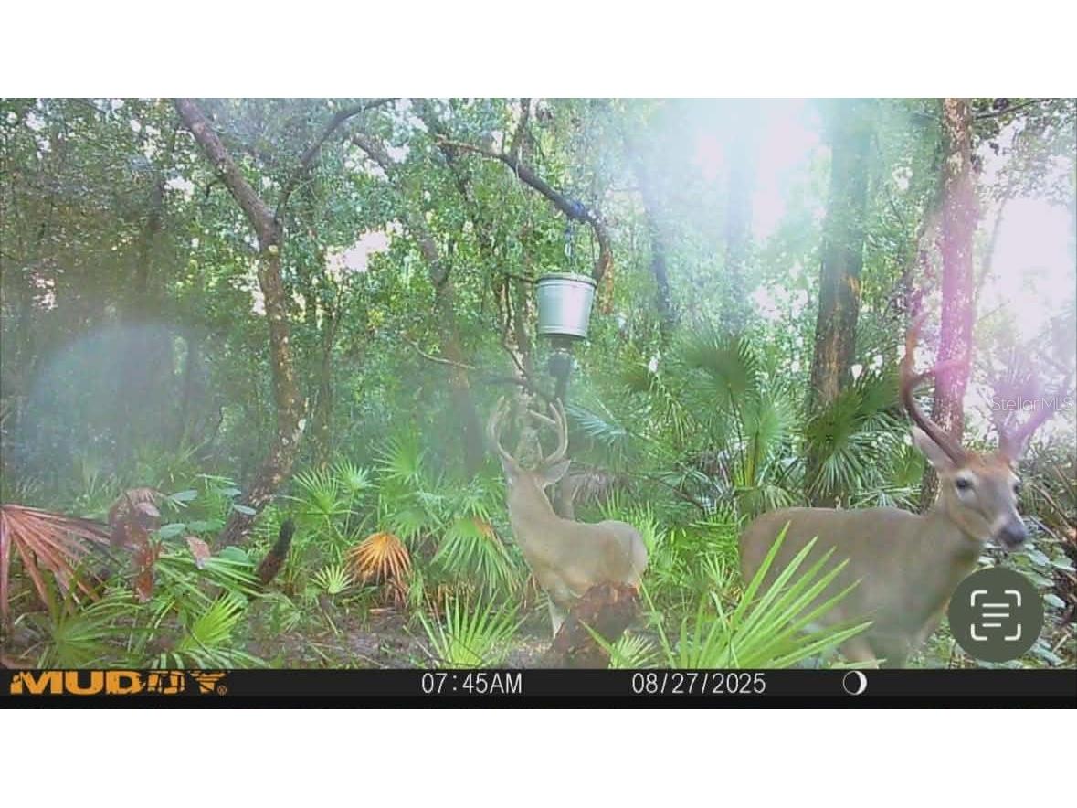 Gillette Road Zolfo Springs FL 33890 P4938092 image84