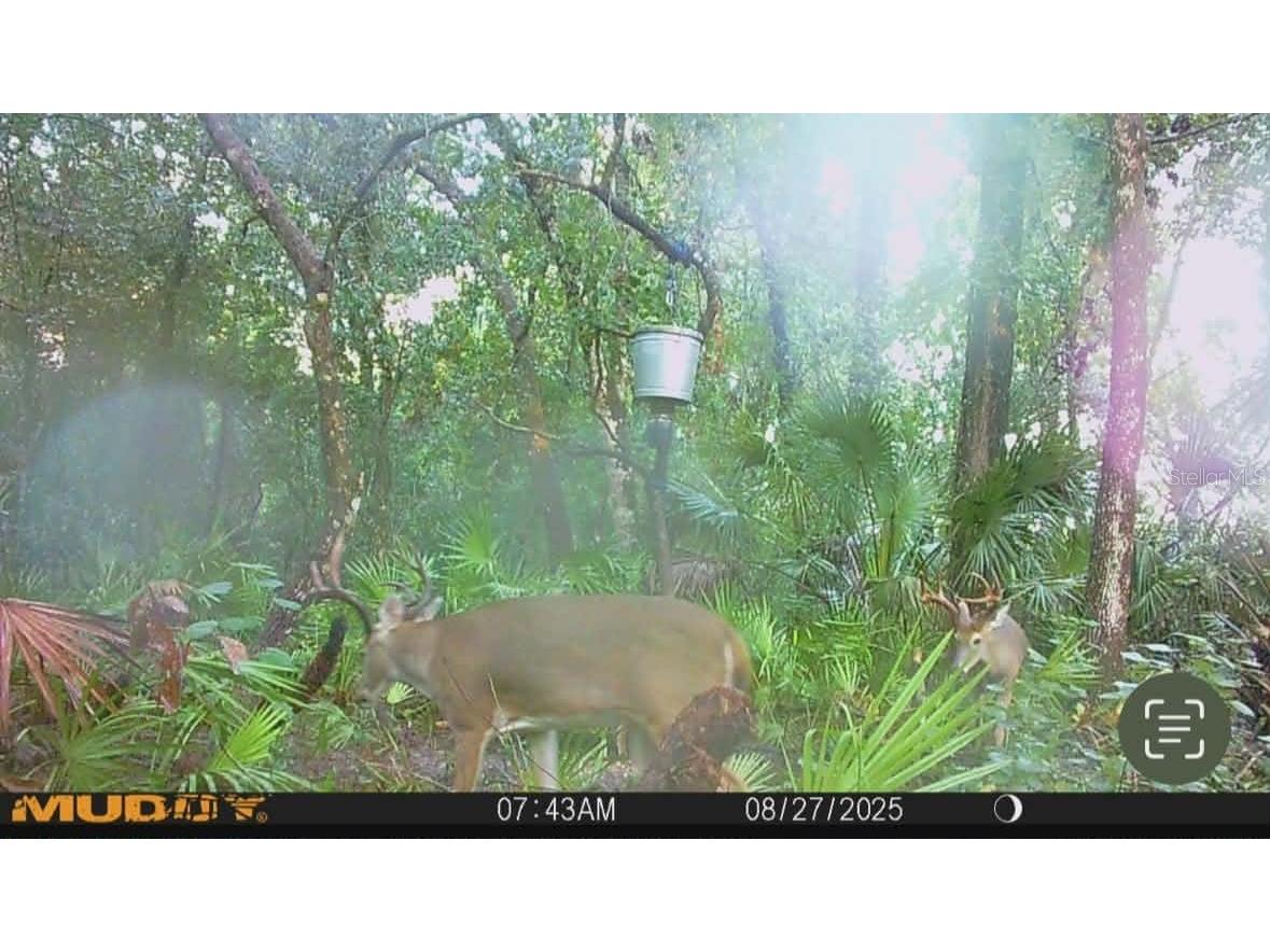 Gillette Road Zolfo Springs FL 33890 P4938092 image85