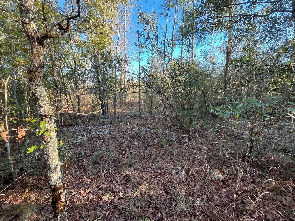 Goreville Avenue Alford FL 32420 OK225369 image5