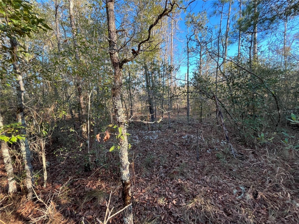 Goreville Avenue Alford FL 32420 OK225369 image6