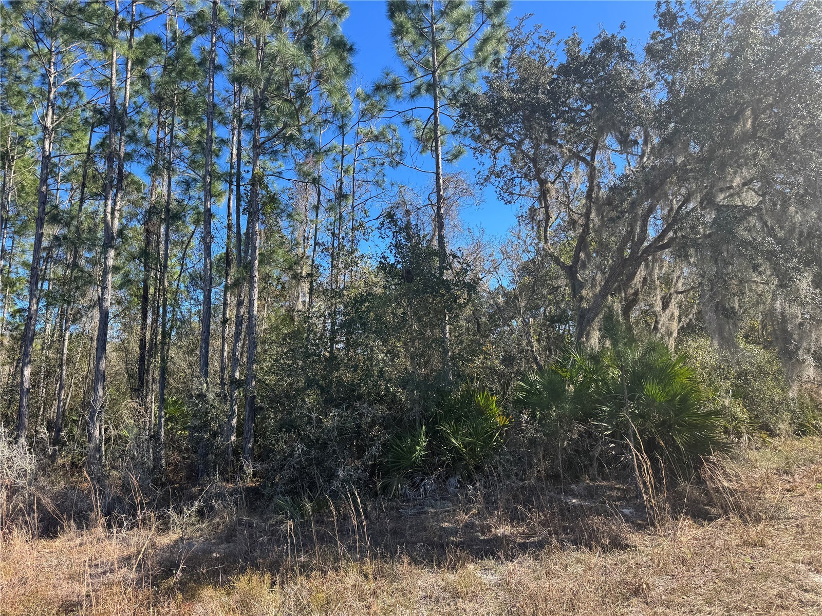 Grace Avenue Deland FL 32720 V4947453 image3
