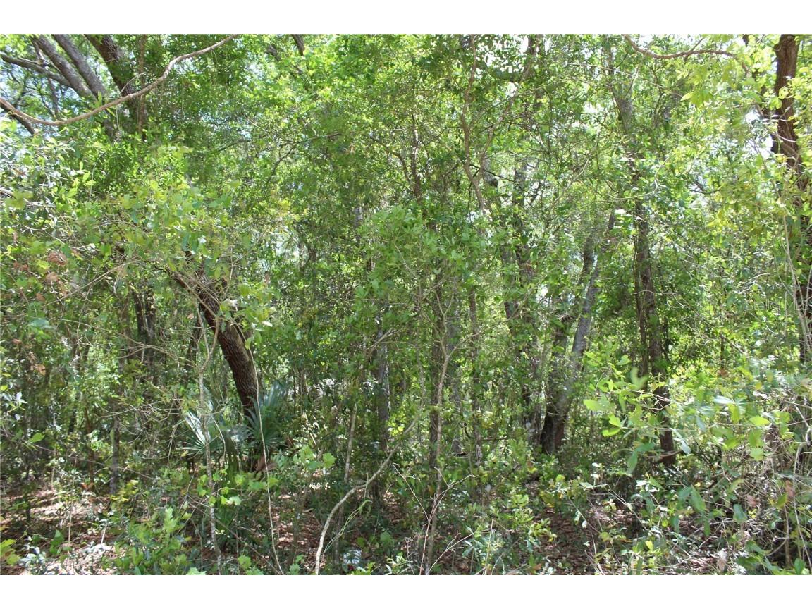 Grand Avenue Deland FL 32720 V4930201 image1