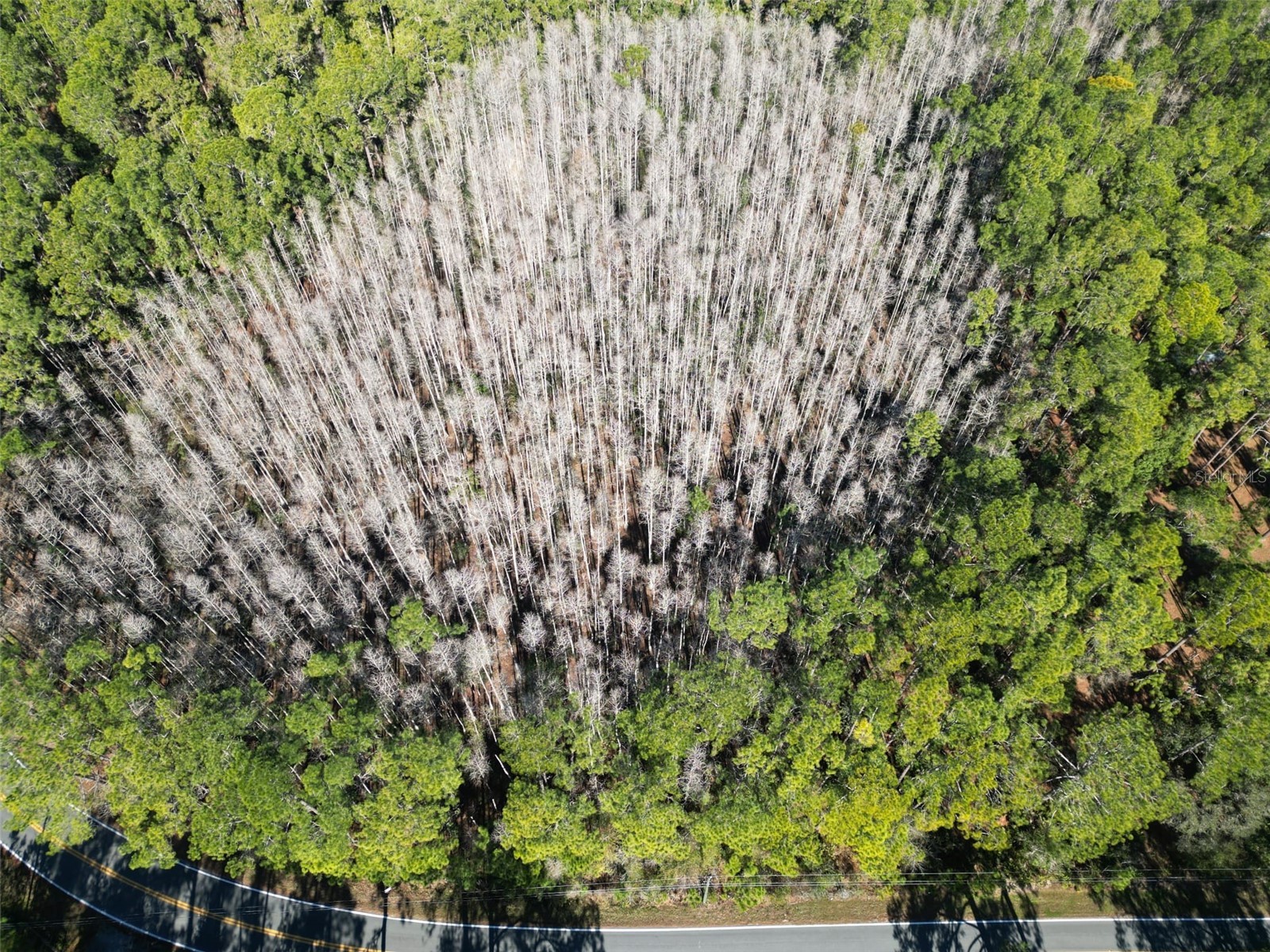 Green Pond Road Polk City FL 33868 P4937549 image3