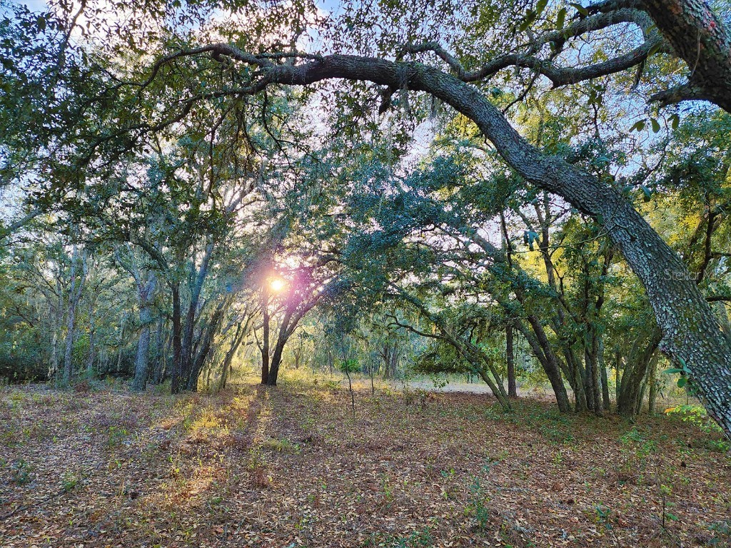 Green Swamp Road Clermont FL 34711 O6144334 image1