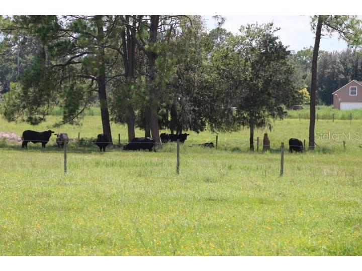Green Swamp Road Clermont FL 34714 O6339581 image18