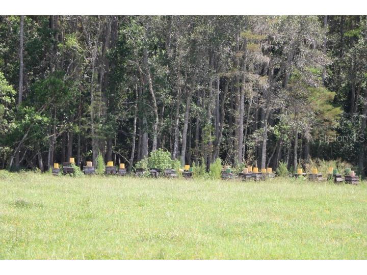 Green Swamp Road Clermont FL 34714 O6339581 image27