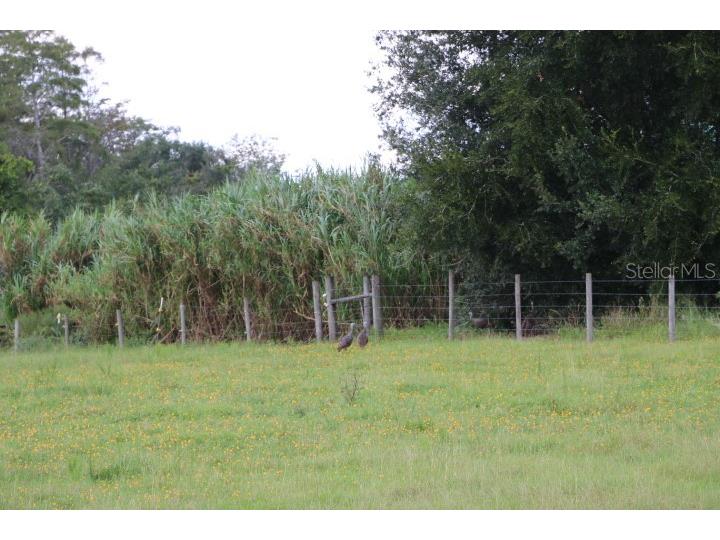 Green Swamp Road Clermont FL 34714 O6339581 image35
