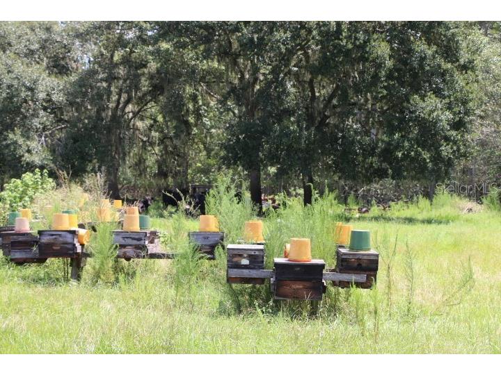 Green Swamp Road Clermont FL 34714 O6339581 image38