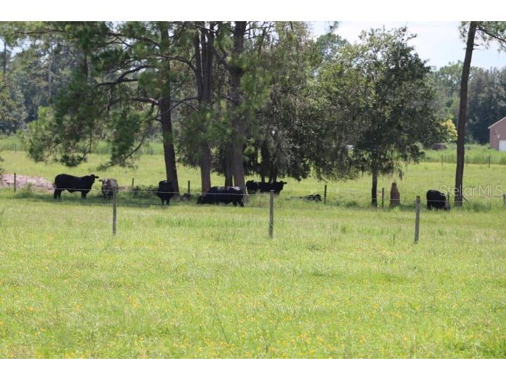 Green Swamp Road Clermont FL 34714 O6339581 image40