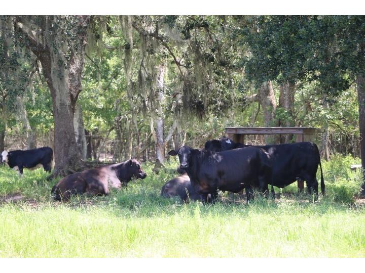 Green Swamp Road Clermont FL 34714 O6339581 image42