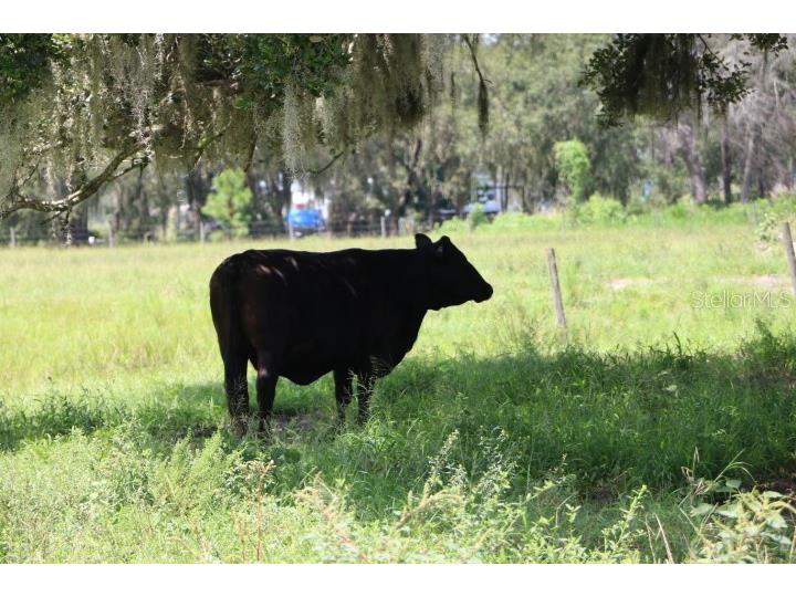 Green Swamp Road Clermont FL 34714 O6339581 image44