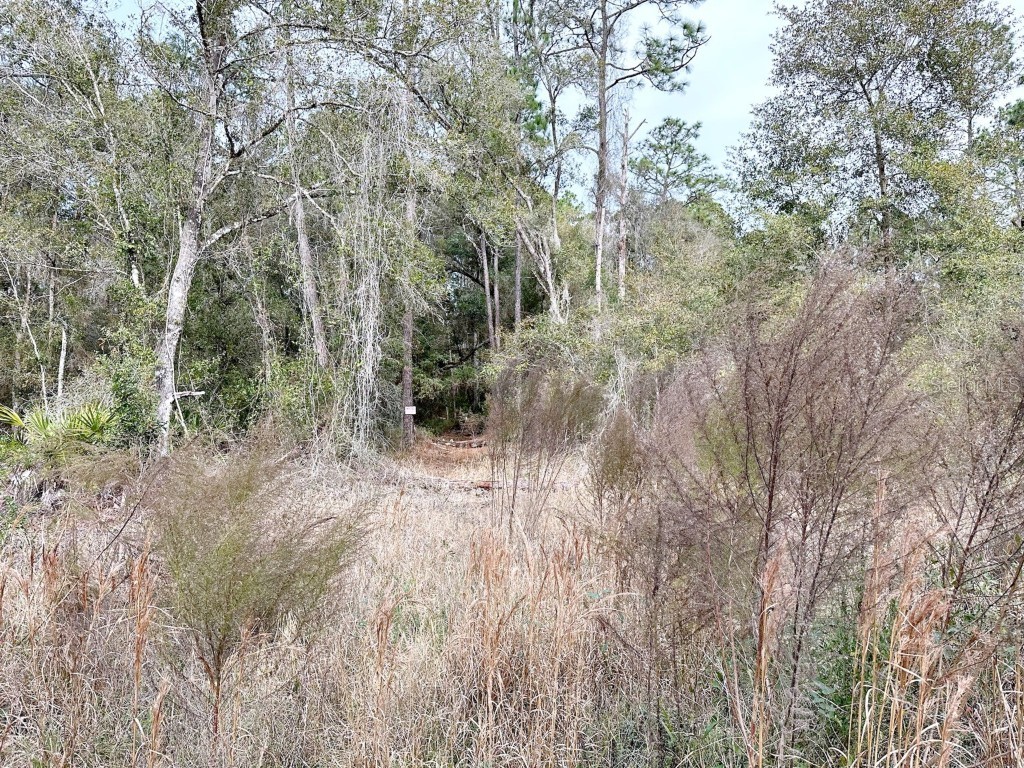 Grindstone Drive Webster FL 33597 O6170205 image1