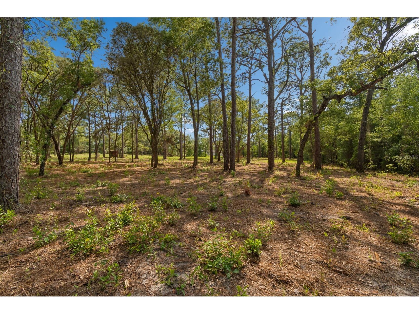 Grove Road Brooksville FL 34613 TB8513526 image9
