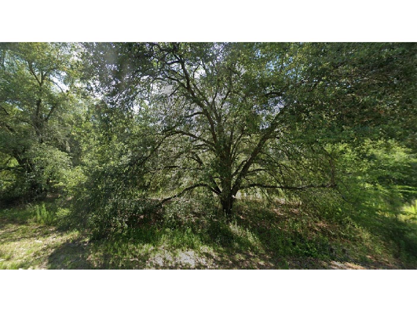 Guava Ocklawaha FL 32179 O6047549 image1