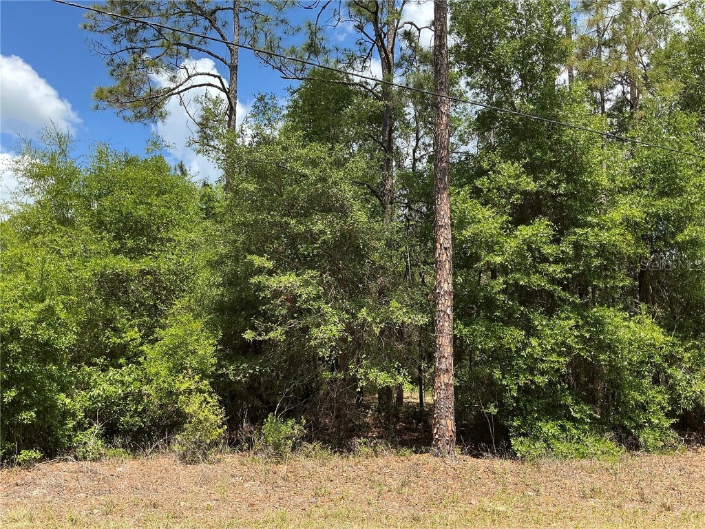 Guava Pass Drive Ocklawaha FL 32179 OM702292 image1