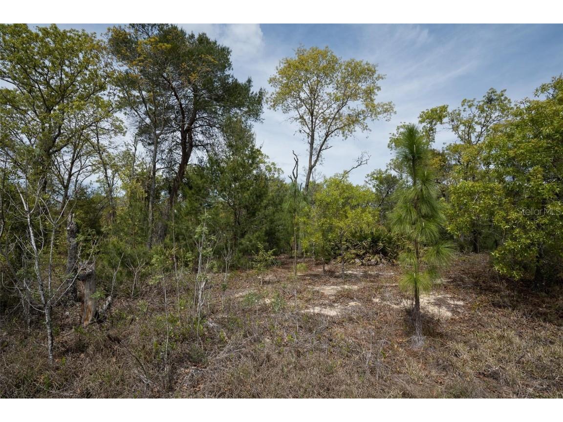 Guava Pass Way Ocklawaha FL 32179 O6240045 image7