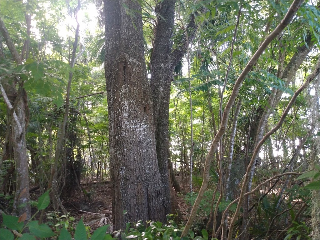  Geneva FL 32732 O6312915 image3