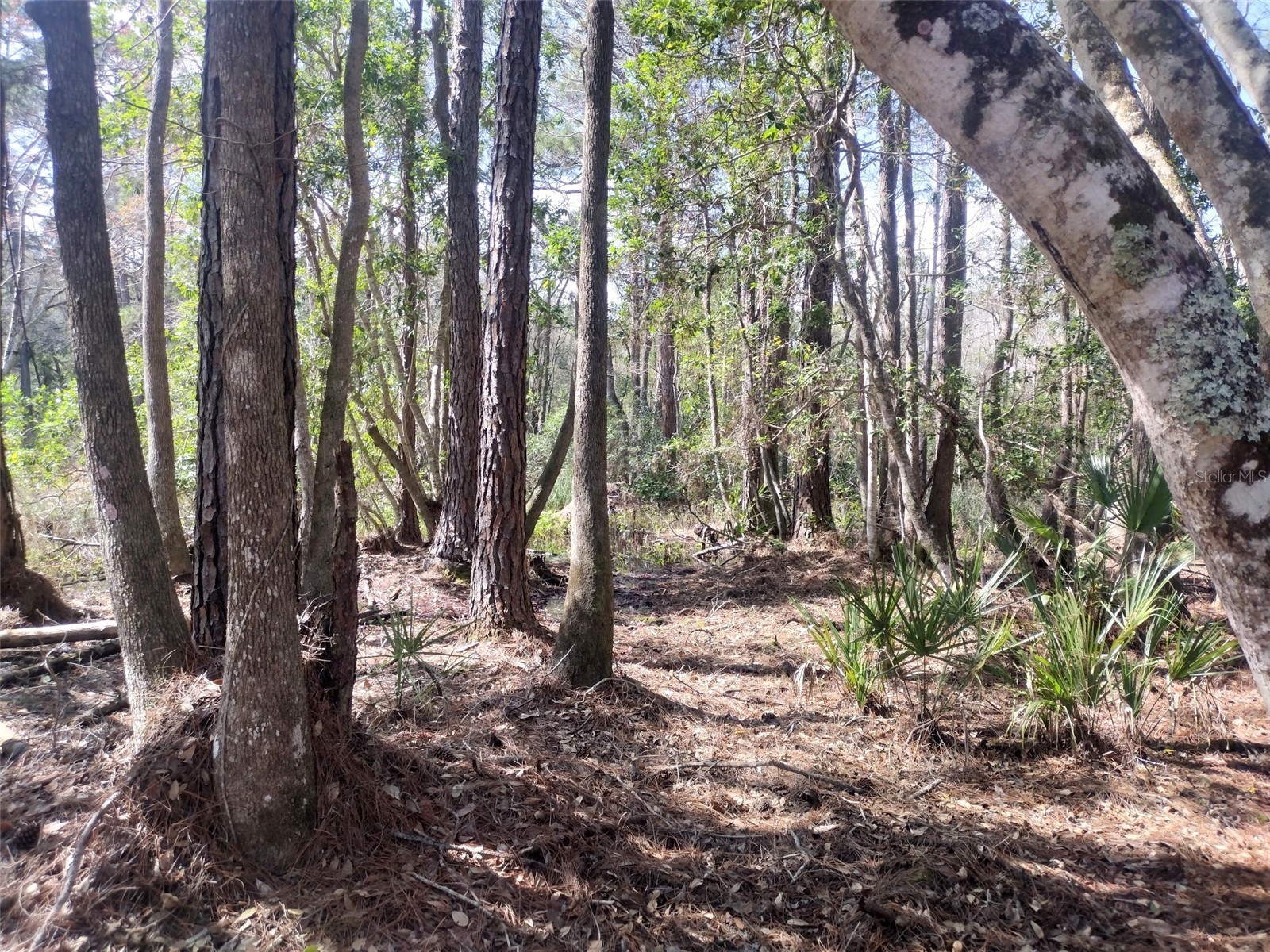  Georgetown FL 32139 V4945105 image27