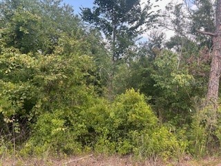 Hardstone Drive Webster FL 33597 G5097782 image5