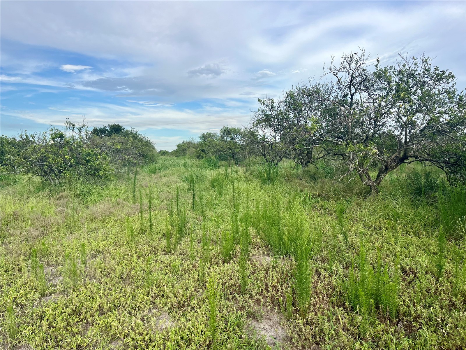 Hayman Road Wauchula FL 33873 L4963209 image2