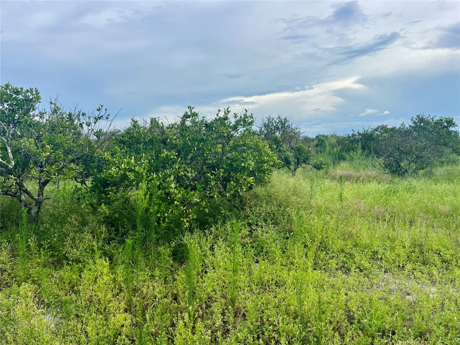 Hayman Road Wauchula FL 33873 L4963209 image3