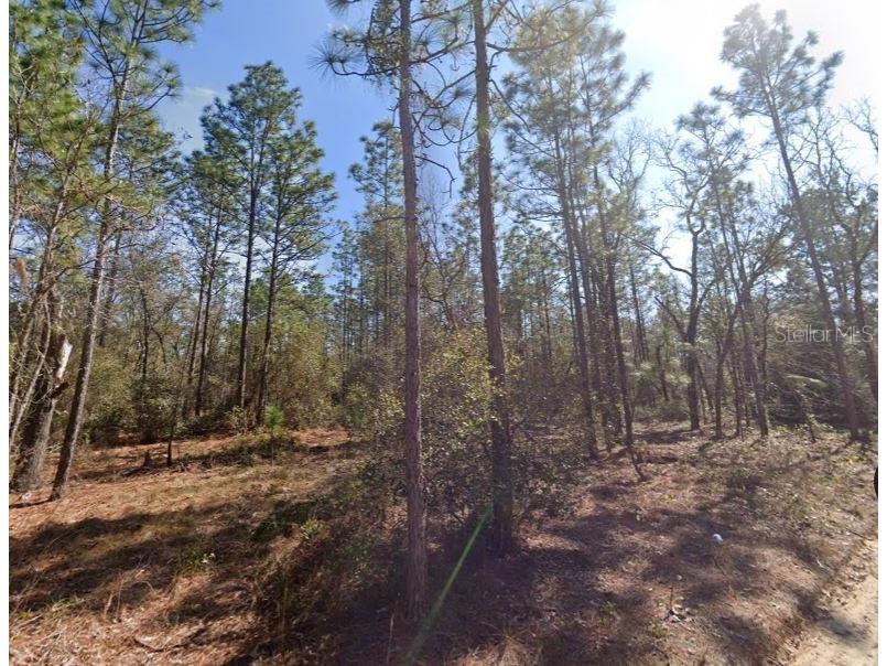 Hills Road Melrose FL 32666 A4695418 image2