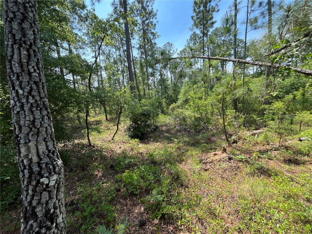 Holly Springs Avenue Alford FL 32420 OK225372 image11