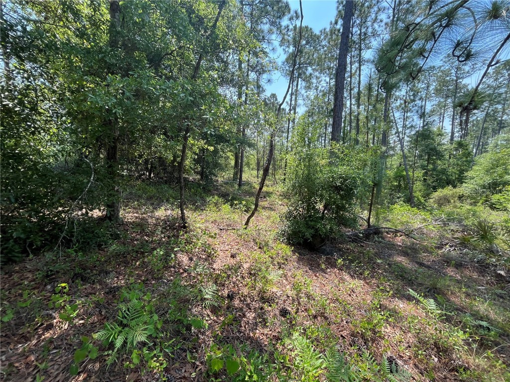 Holly Springs Avenue Alford FL 32420 OK225372 image12