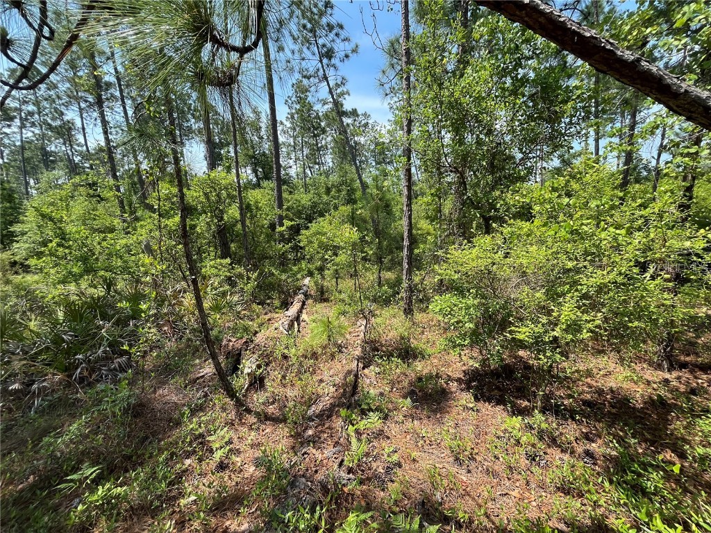 Holly Springs Avenue Alford FL 32420 OK225372 image13