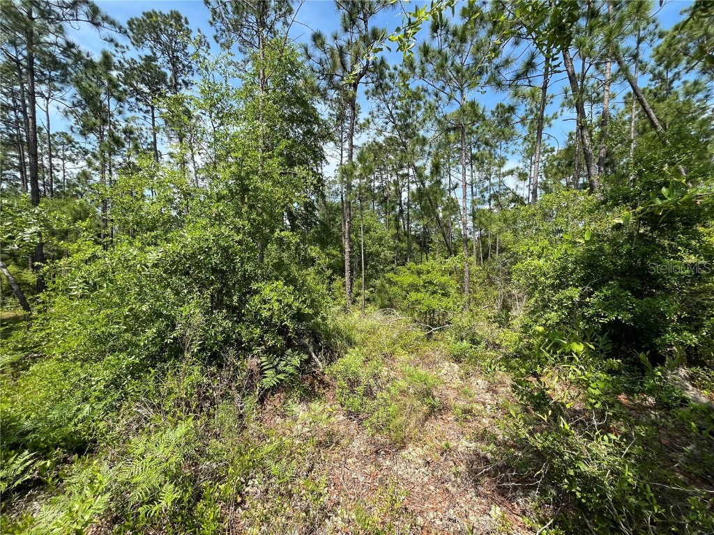 Holly Springs Avenue Alford FL 32420 OK225372 image3