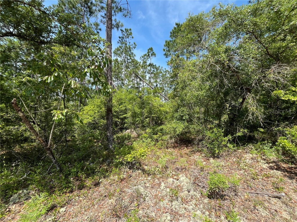 Holly Springs Avenue Alford FL 32420 OK225372 image4
