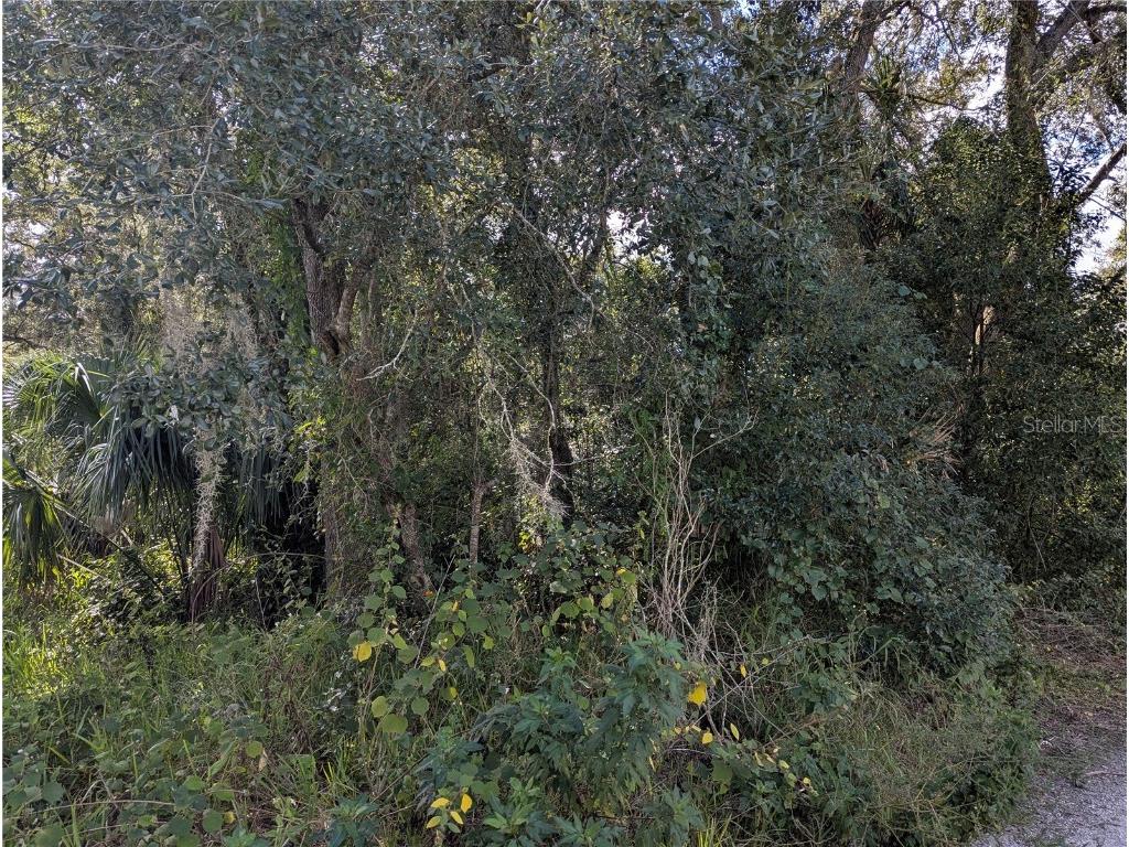 Holly Street Mount Dora FL 32757 O6352935 image3