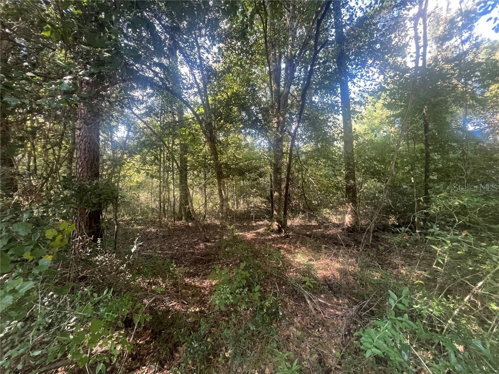 Hollywood Way Crawfordville FL 32327 OK224346 image1