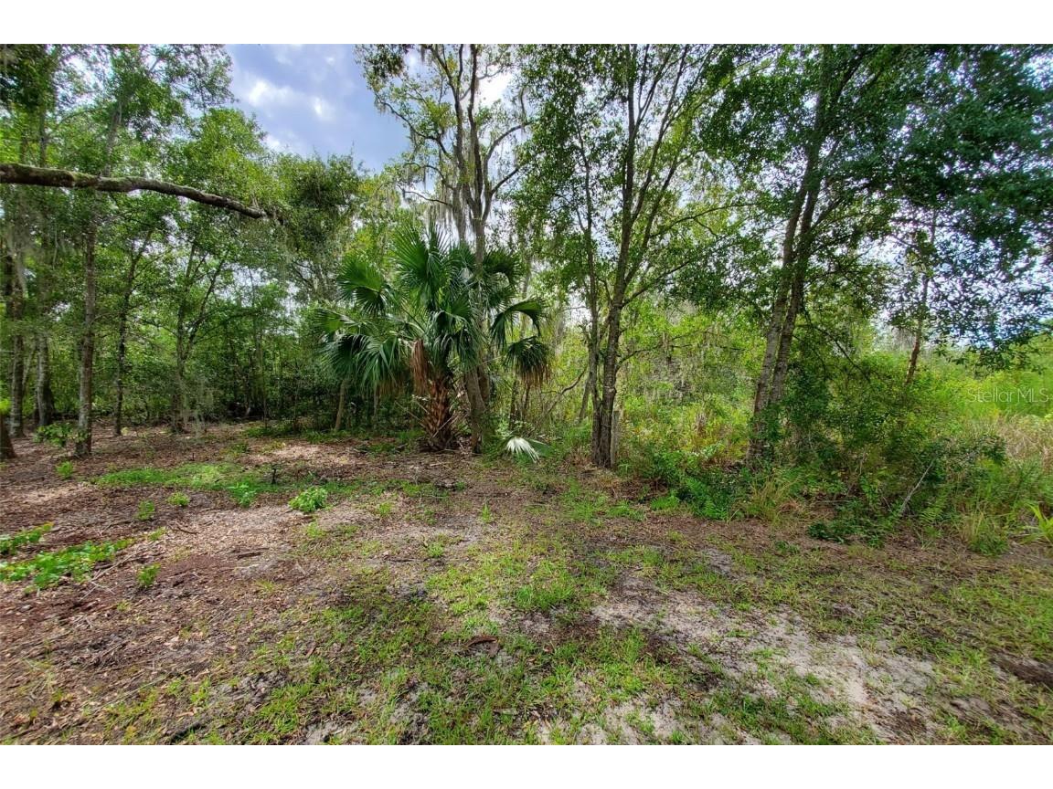 Holy Cow Road Polk City FL 33868 P4936386 image3