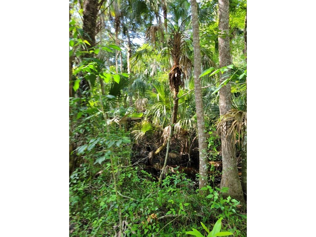  Homosassa FL 34448 OM637866 image1