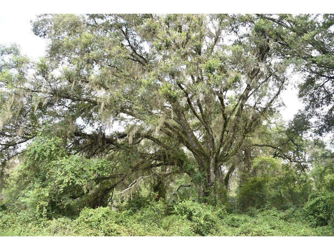 Hwy 346 A Micanopy FL 32667 OM662024 image1