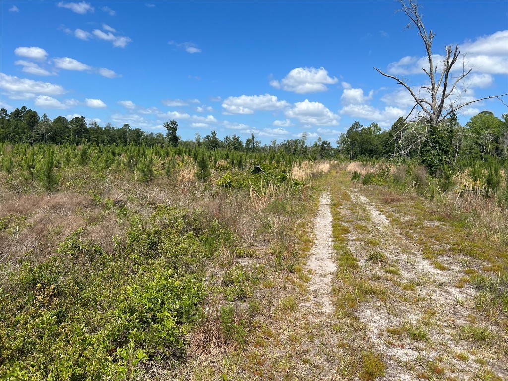 Hwy 40 Dunnellon FL 34430 P4930255 image5