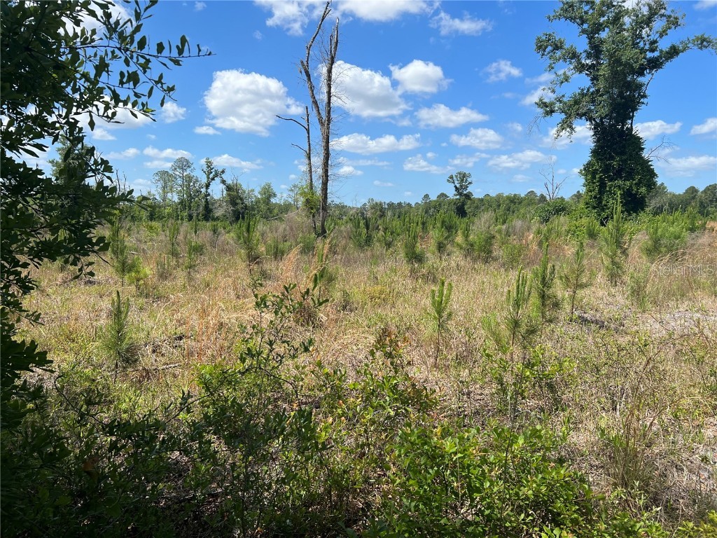 Hwy 40 Dunnellon FL 34430 P4930255 image6