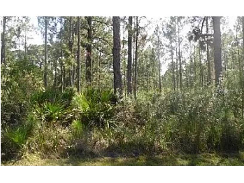 Hwy 60 E Lake Wales FL 33898 O6270654 image2