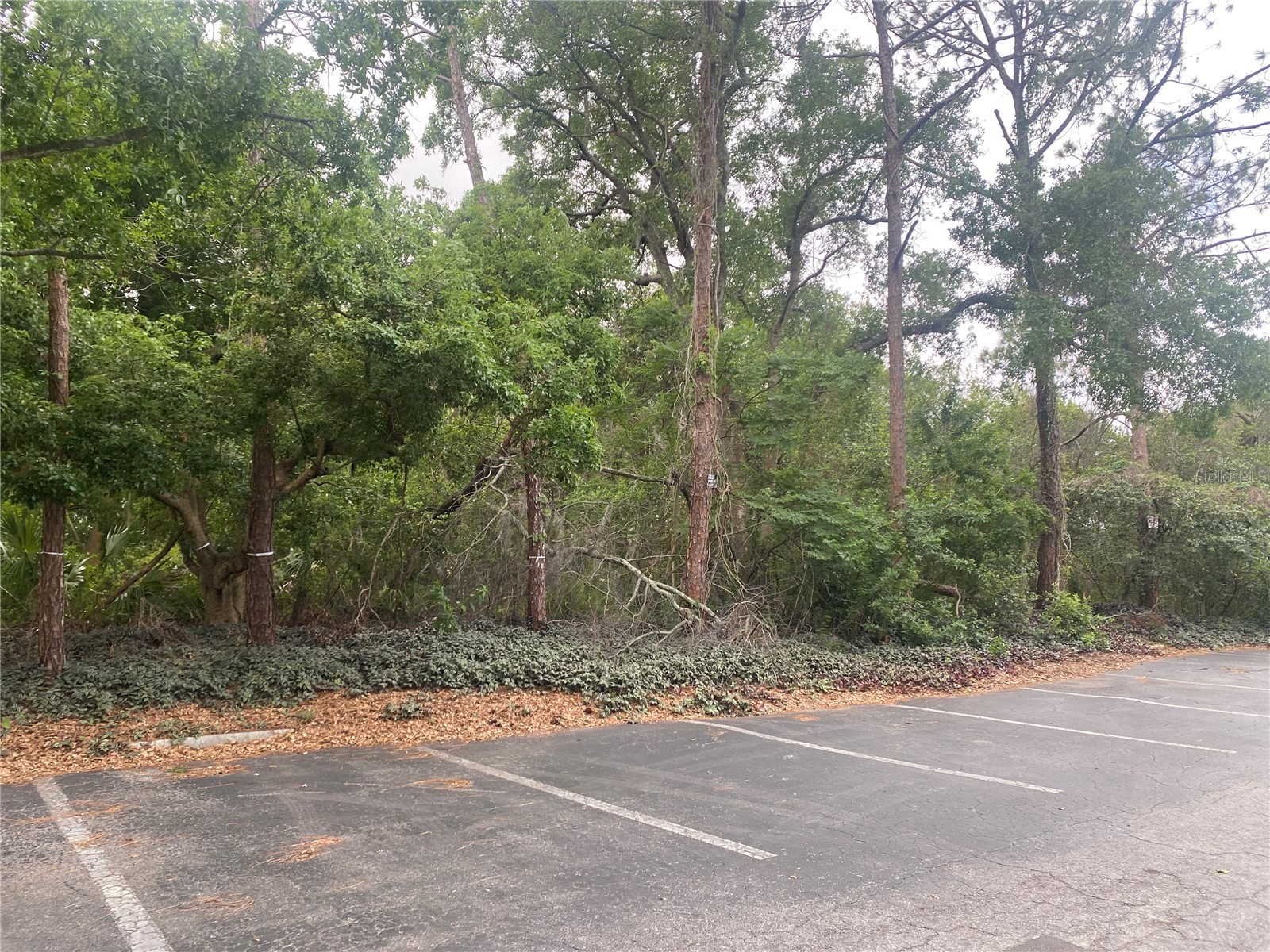 Indiana Avenue New Port Richey FL 34653 TB8464283 image2